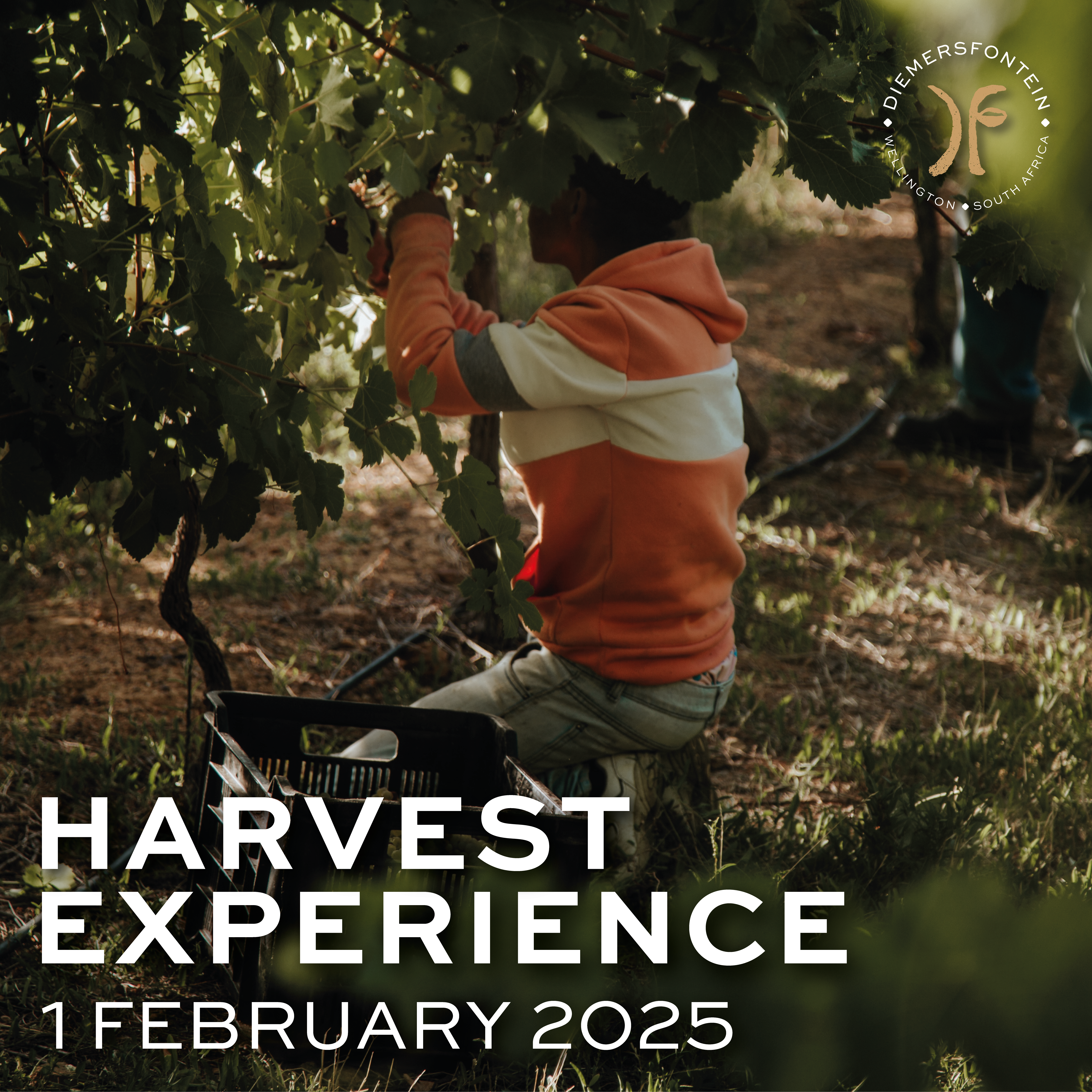 Featured image for “HARVEST EXPERIENCE<br>1 FEBRUARY”