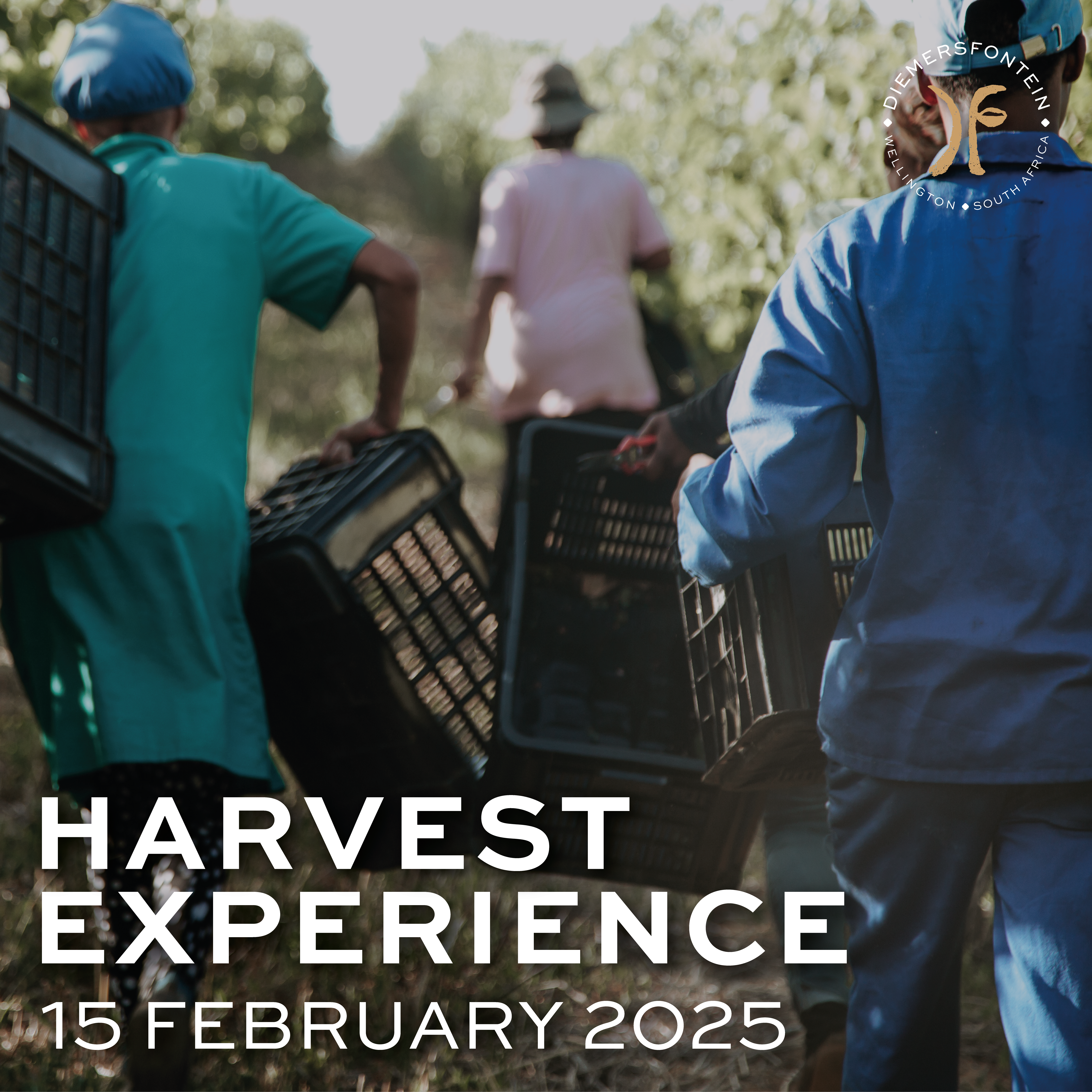 Featured image for “HARVEST EXPERIENCE<br>15 FEBRUARY”