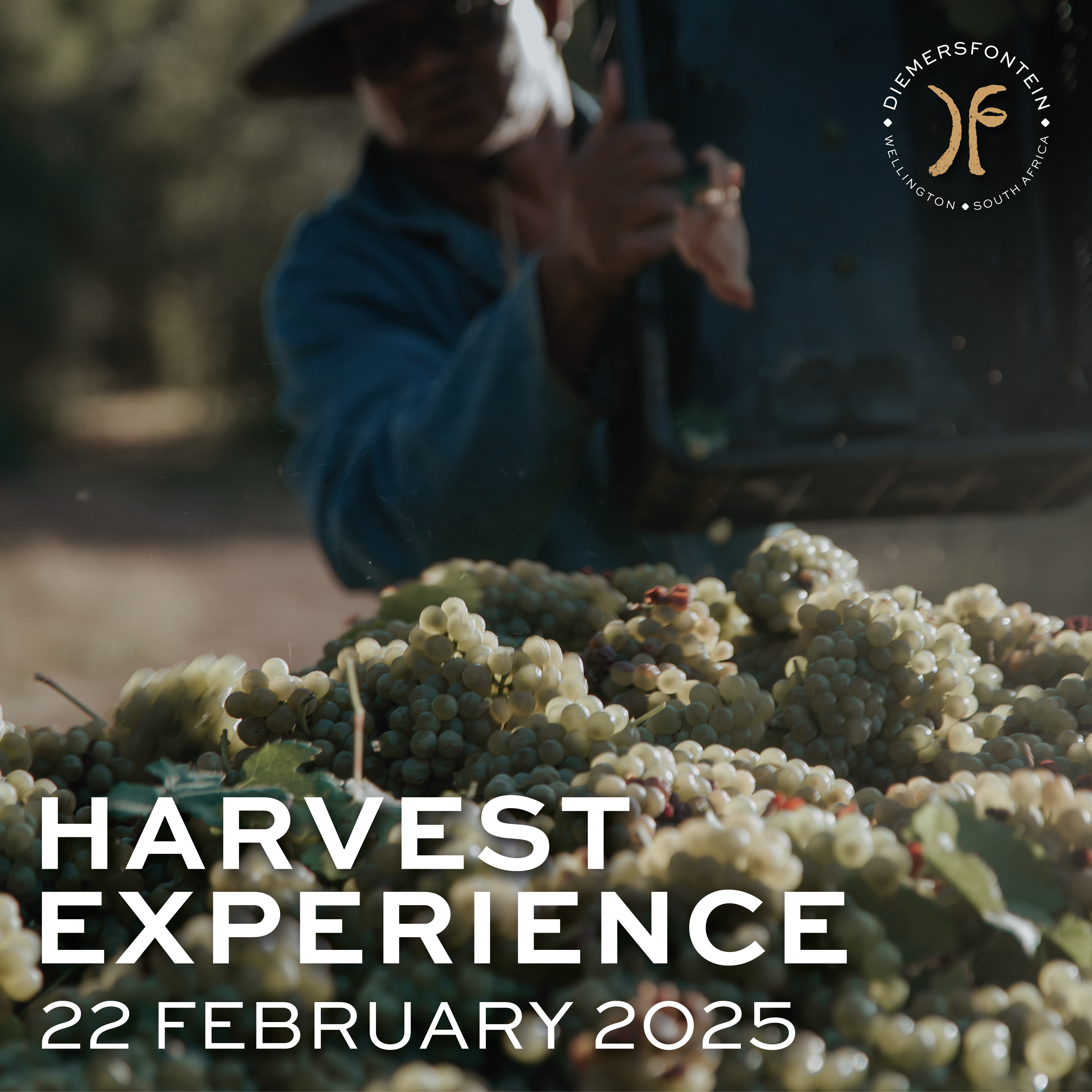 Featured image for “HARVEST EXPERIENCE<br>22 FEBRUARY”