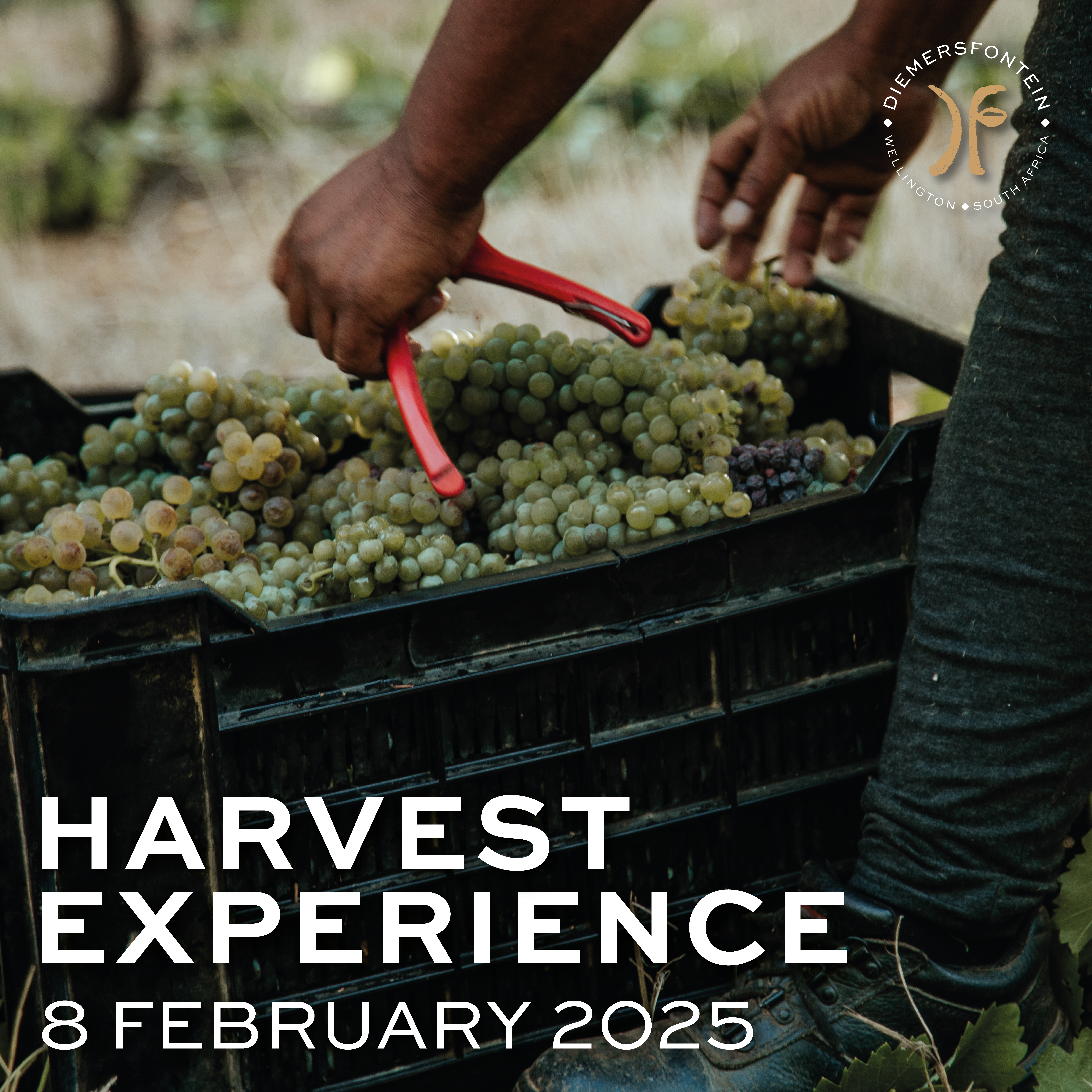 Featured image for “HARVEST EXPERIENCE<br>8 FEBRUARY”